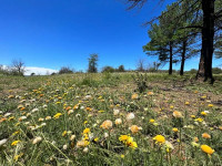 FRACCIÓN DE 7 HAS 1608M2 EN ATHOS PAMPA_thumb_2